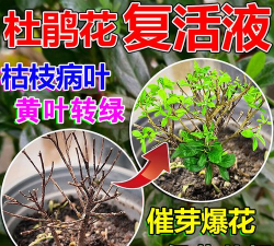 家庭养花用生根粉