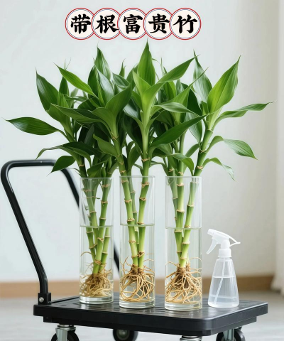 家庭养花用生根粉