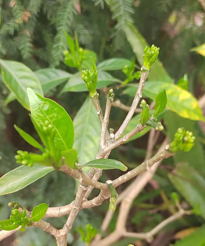 家庭养花用生根粉