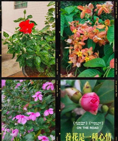 家庭养花用生根粉