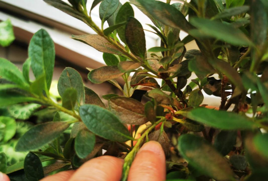 家庭养花用生根粉