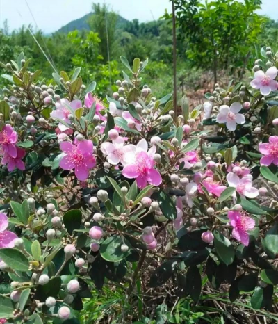 家庭养花用生根粉