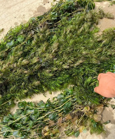 有哪些沉水植物有哪些