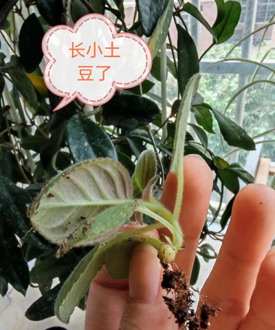 家庭养花用生根粉