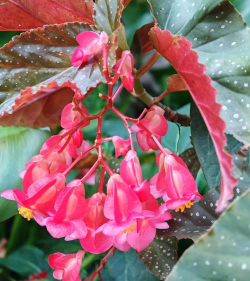 红叶花代表什么