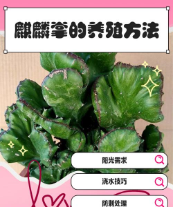 麒麟仙人掌怎么养