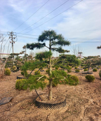 白皮松怎么修剪