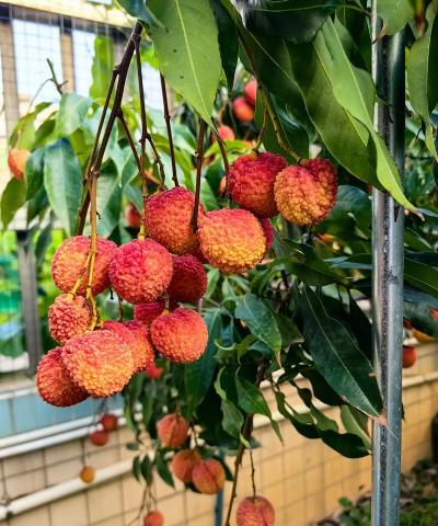 当前栽种什么花果