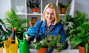 家庭养花用生根粉