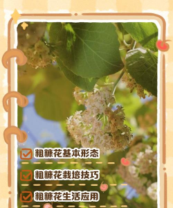 粗康花是什么样的