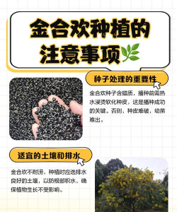 金合欢注意哪些