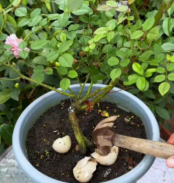 家庭养花用生根粉