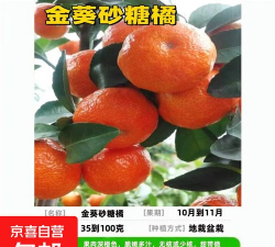 金葵砂糖橘种苗多少钱