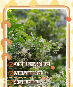 千里香花怎么养