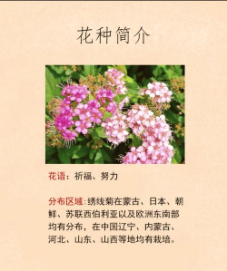 绣线菊品种有哪些