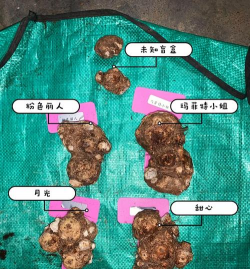 为什么彩叶芋没有种苗