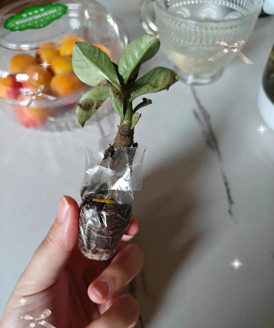 家庭养花用生根粉