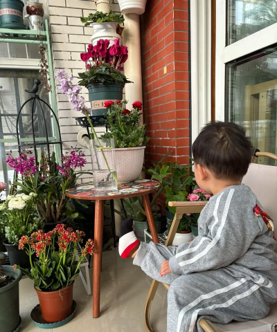 家庭养花用生根粉