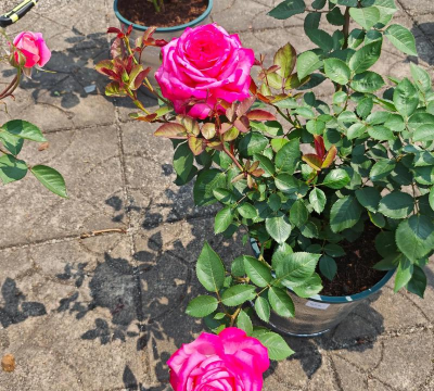 家庭养花用生根粉