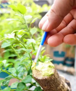 家庭养花用生根粉