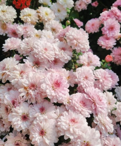 多头菊一般是什么品种