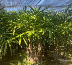 福建灌木哪些种