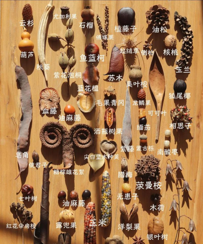 植物水果事哪些