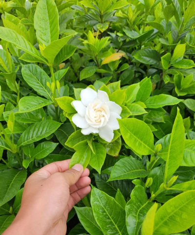 大叶栀子花用什么土栽好