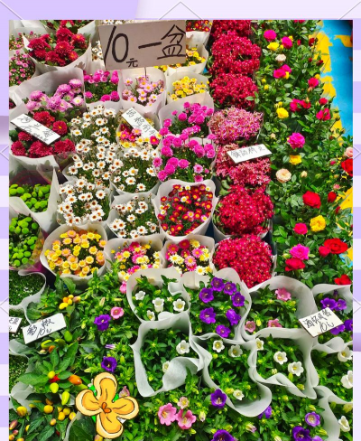 花市品种有哪些