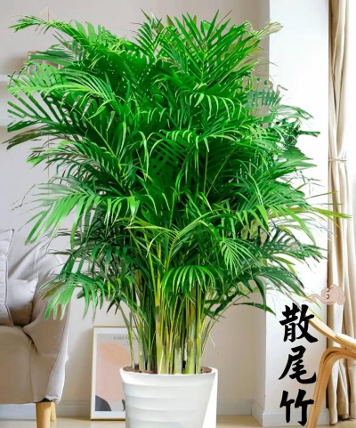 凤尾竹的凤还能组什么词