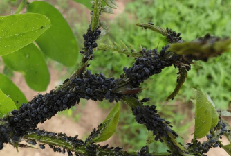 国槐虫害有哪些