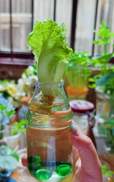 家庭养花用生根粉