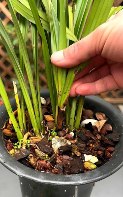 家庭养花用生根粉