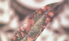 夹竹桃有哪些病害