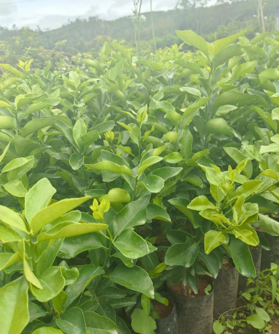 金秋沙糖桔种植技术