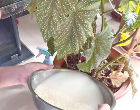 家庭养花用生根粉