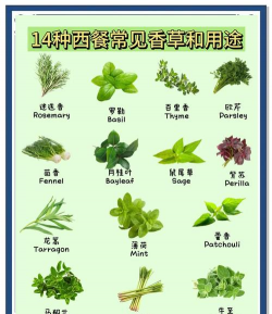 香草有哪些特点