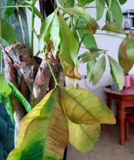 家庭养花用生根粉