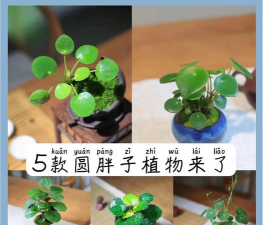 养花圆叶植物