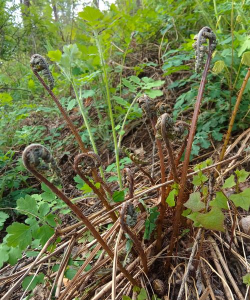 猴儿是什么植物