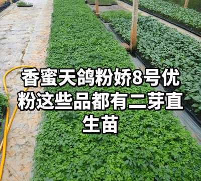 家庭养花用生根粉