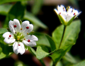 太子参的花是什么样