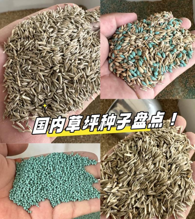 草皮种子有哪些