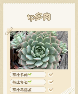 蒂比多肉怎么养