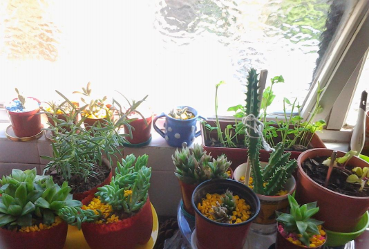 家庭养花用生根粉