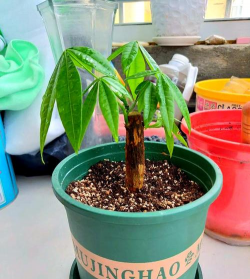 家庭养花用生根粉