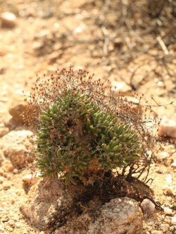 南非是什么土壤