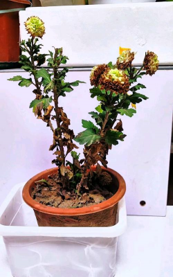 家庭养花用生根粉