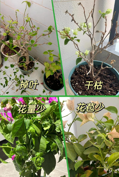 三角梅花期上什么肥