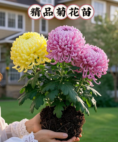 家庭养花用生根粉